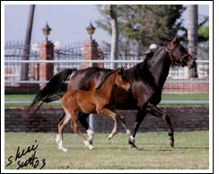 Raquel and Filly